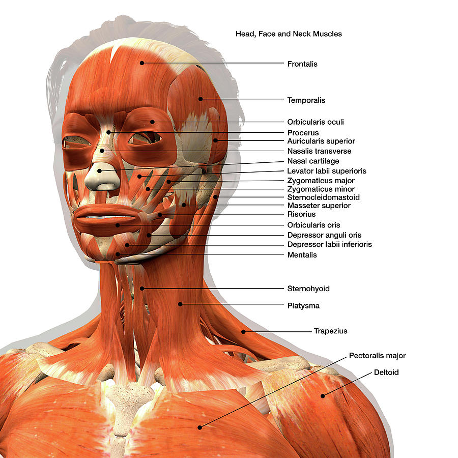 Facial Muscles Labeled Anatomy