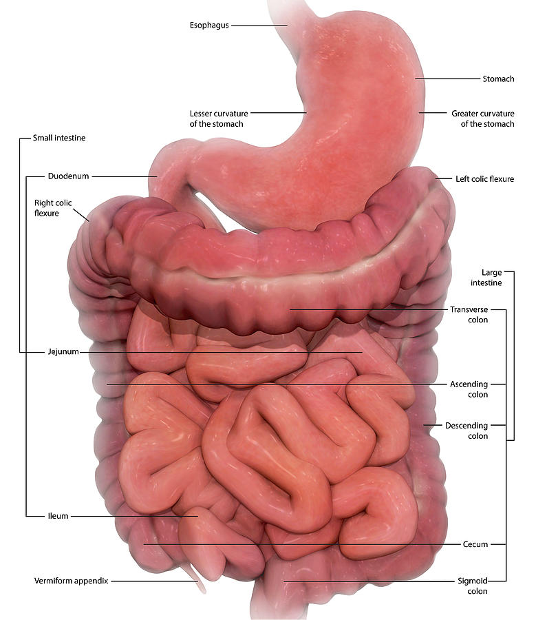 Labeled Medical Illustration Photograph by Photon Illustration | Fine