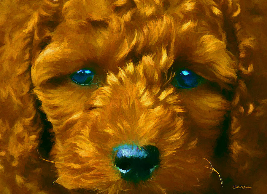 Labradoodle 767 - Painted by Ericamaxine Price Labradoodle 767 - Painted by Ericamaxine Price