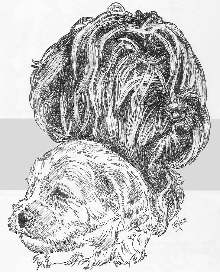 Labradoodle and Pup Drawing by Barbara Keith