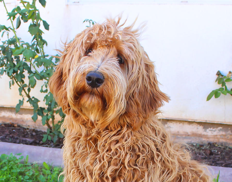 Labradoodle Dog Photos Photograph by Dave Byrne - Fine Art America