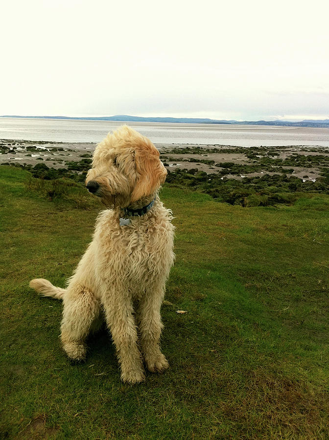 Labradoodle On The Beach Photograph by By Helen Cat