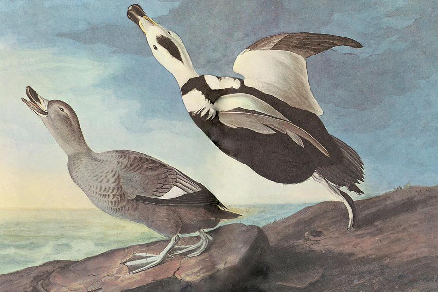 Labrador Duck Painting by John James Audubon