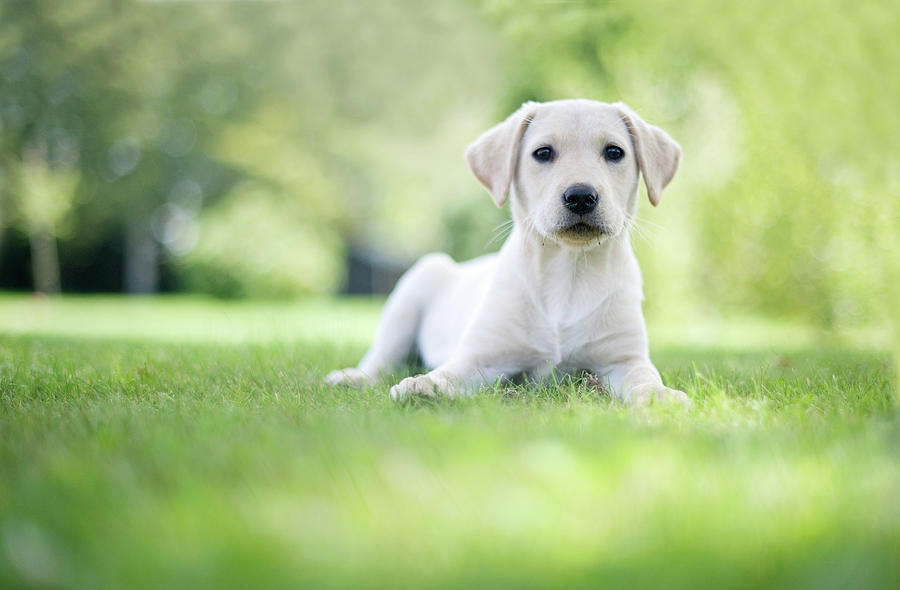Animal Photograph - Labrador Puppy In Uk Garden by Images By Christina Kilgour
