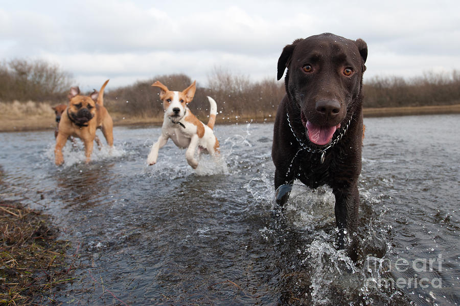 Summer Photograph - Labrador Retriever And Friends Having by Eric Gevaert Summer Photograph - Labrador Retriever And Friends Having by Eric Gevaert