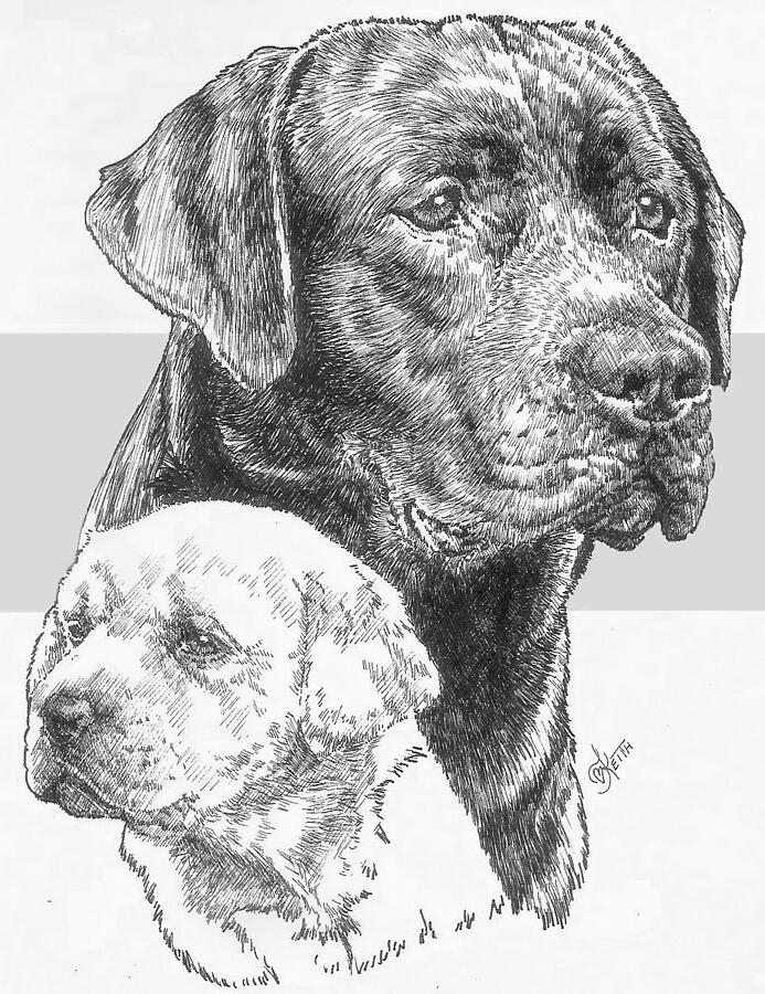 Labrador Retriever and Pup Drawing by Barbara Keith