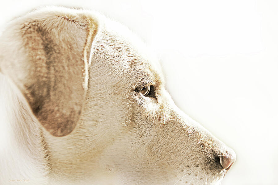 Vintage Photograph - Labrador Retriever Portrait  by Jennie Marie Schell