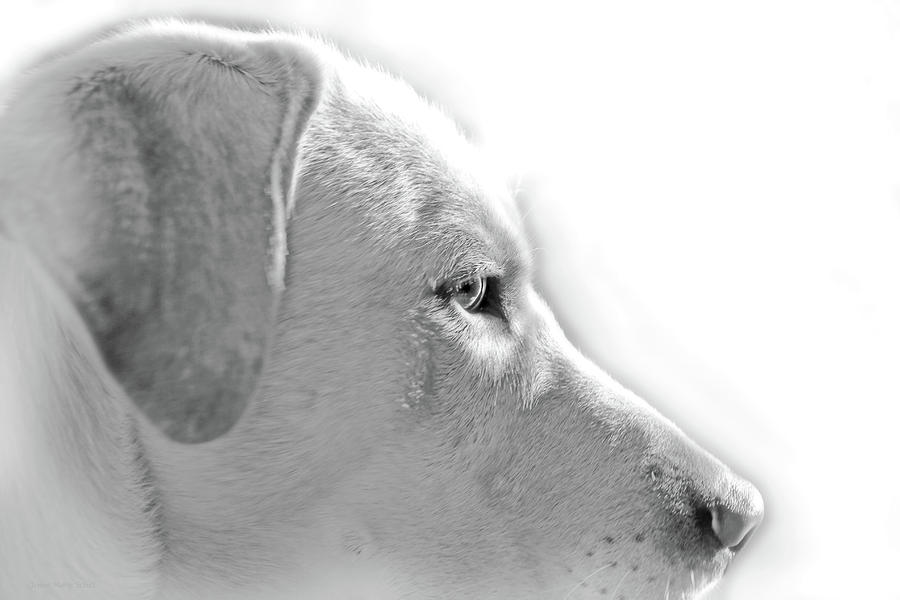 Labrador Retriever Portrait Monochrome Photograph by Jennie Marie Schell