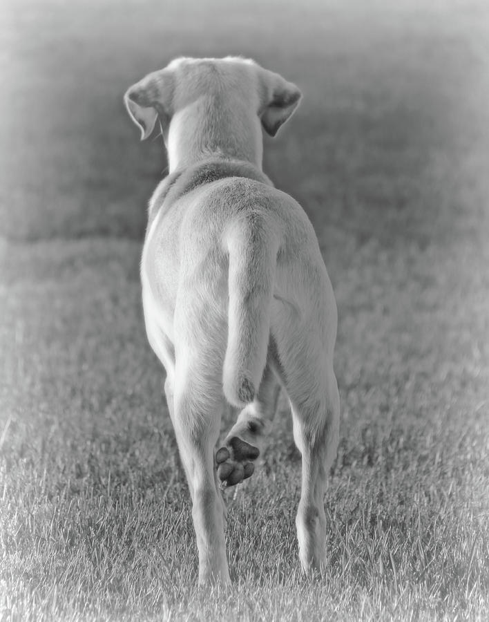 Labrador Retriever Stance Monochrome Photograph by Jennie Marie Schell