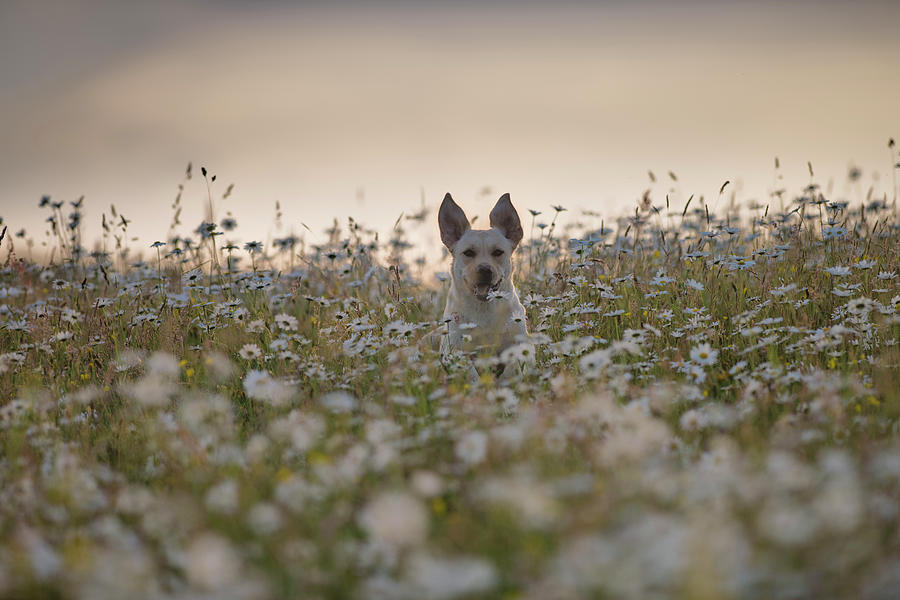 Nature Digital Art - Labrador Running In Field Of Flowers, Lahinch, Clare, Ireland by George Karbus Photography