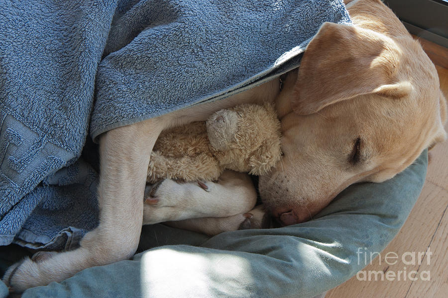 do labradors cuddle