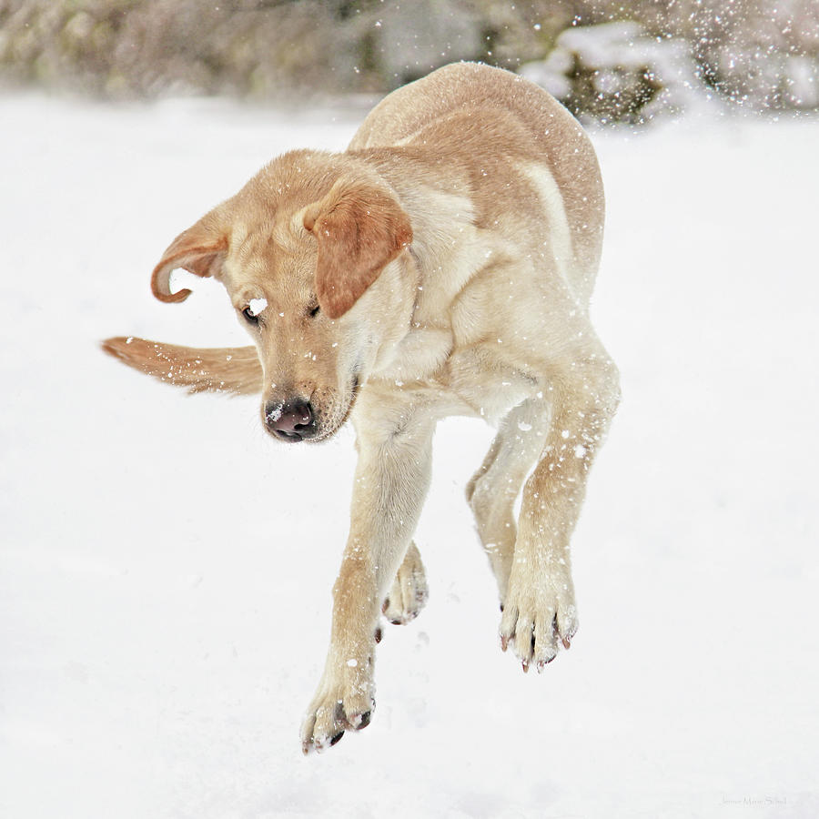 Labs Just Wanta Have Fun Photograph by Jennie Marie Schell