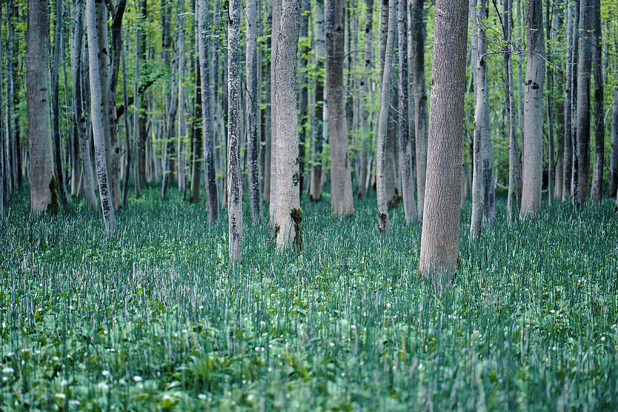 Forest Labyrinth Photograph by Alexander Kunz