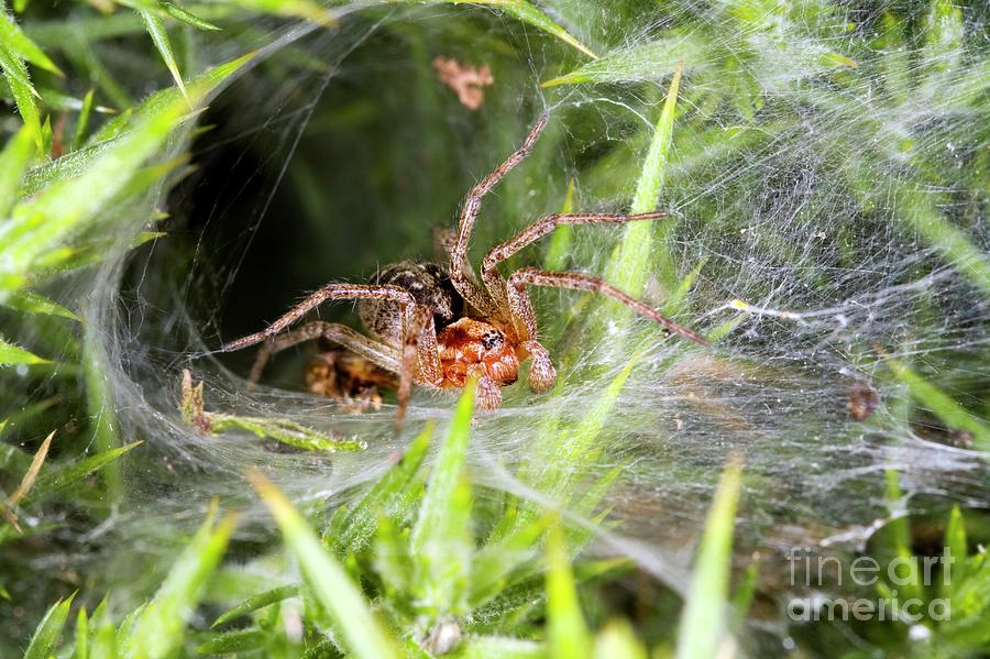 Labyrinth Spider Photograph by Dr Keith Wheeler/science Photo Library