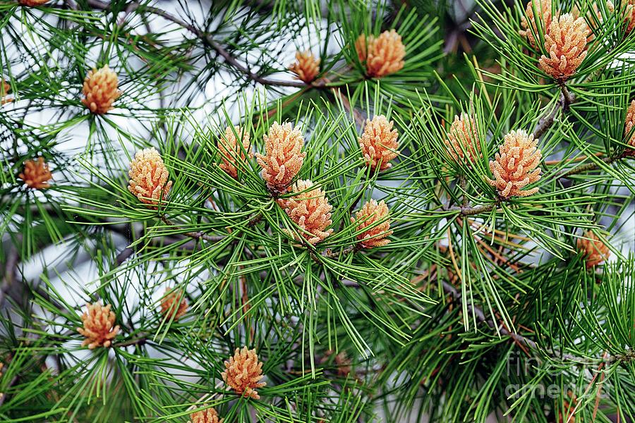Lace-bark Pine (pinus Bungeana) Photograph by Science Photo Library Lace-bark Pine (pinus Bungeana) Photograph by Science Photo Library