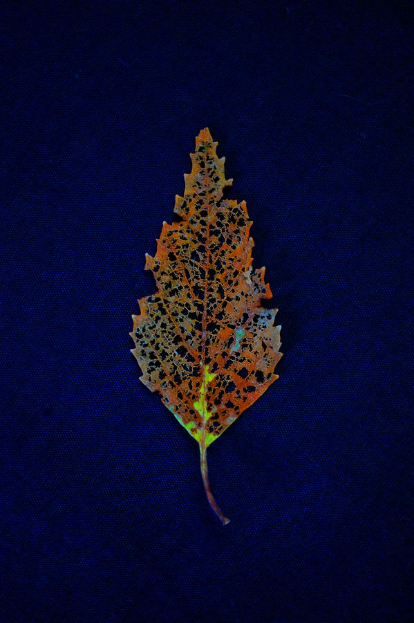 Lace Leaf Photograph by Mike Solomonson
