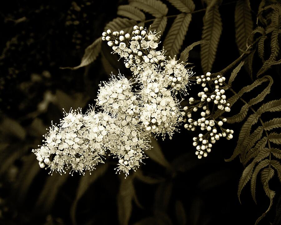 Lace-like inflorescence Photograph by Tatiana Travelways