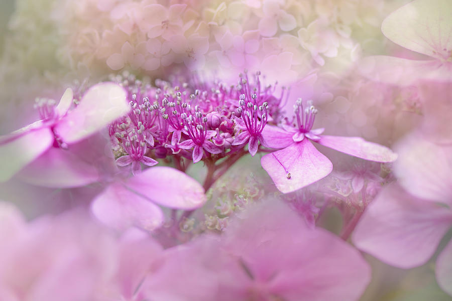 Lacecap Hydrangea Photograph by Jacky Parker