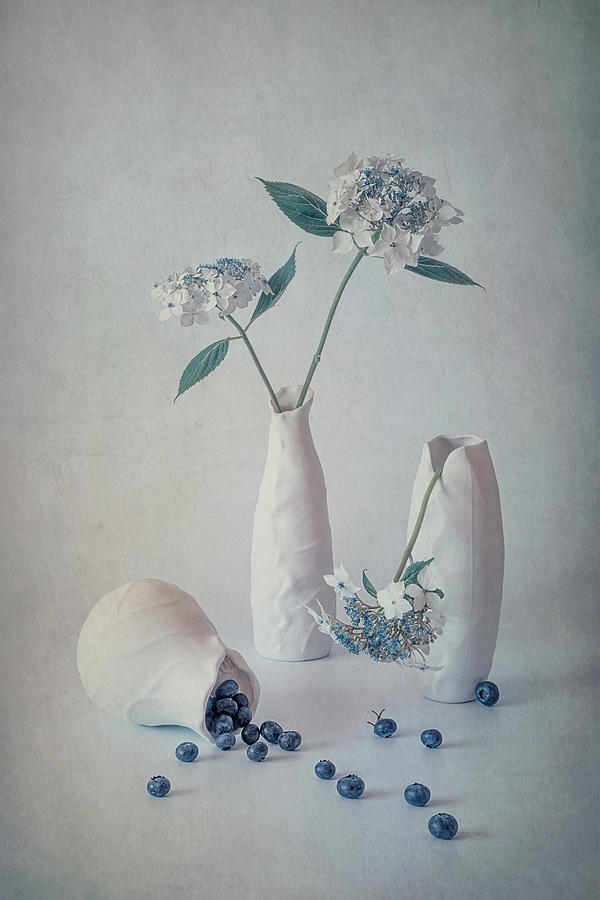 Still Life Photograph - Lacecap Hydrangeas And Blueberry by Lydia Jacobs
