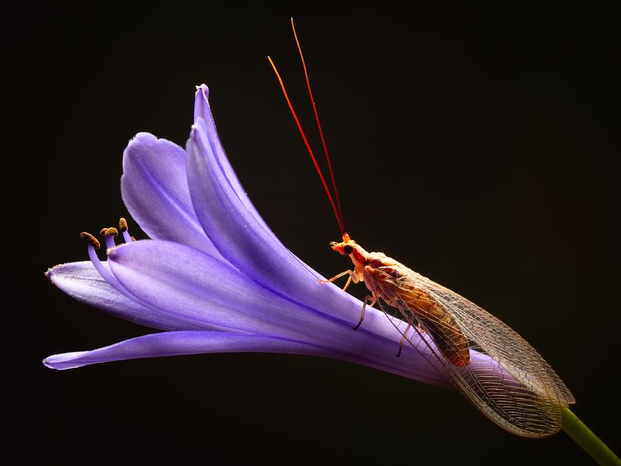 Flower Photograph - Lacewing by Jimmy Hoffman