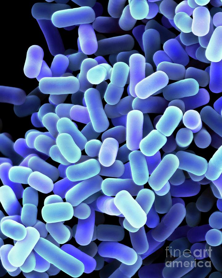 Lactobacillus Plantarum Bacteria Photograph by Dennis Kunkel Microscopy