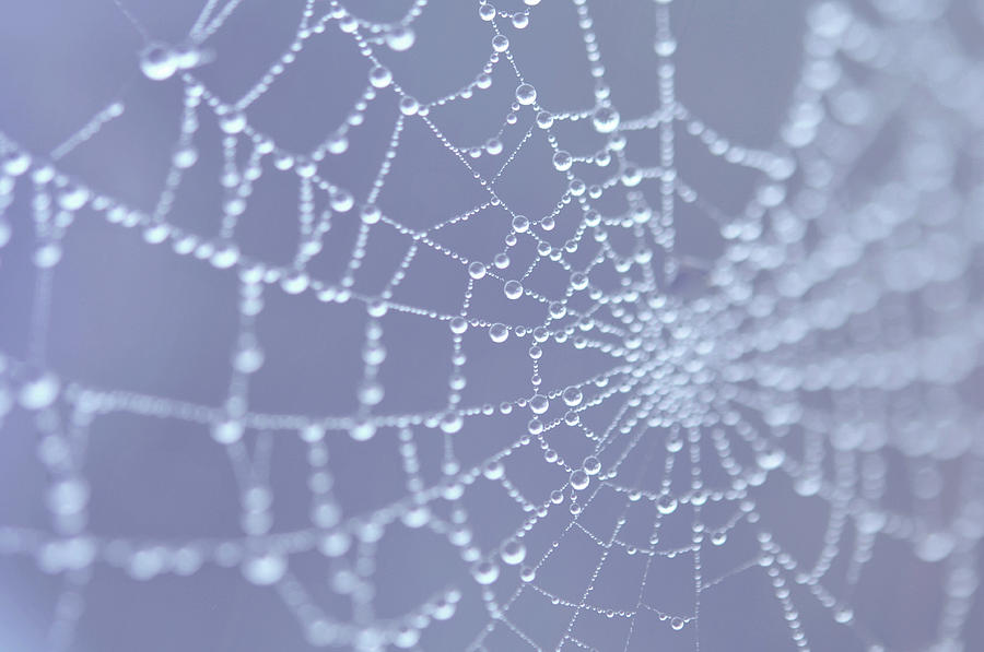 Lacy Cobweb with Drops Photograph by Jenny Rainbow