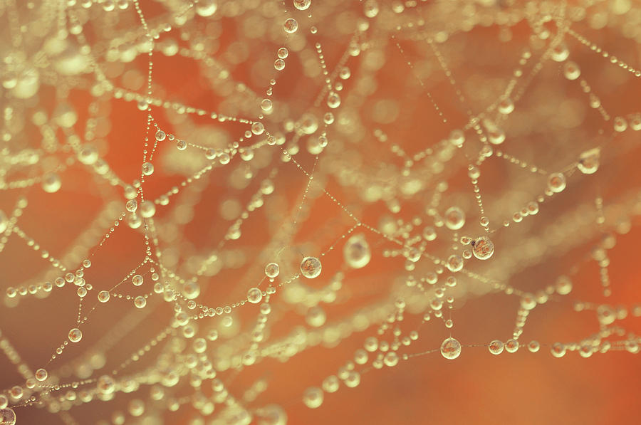 Lacy Golden Cobweb With Drops Photograph by Jenny Rainbow