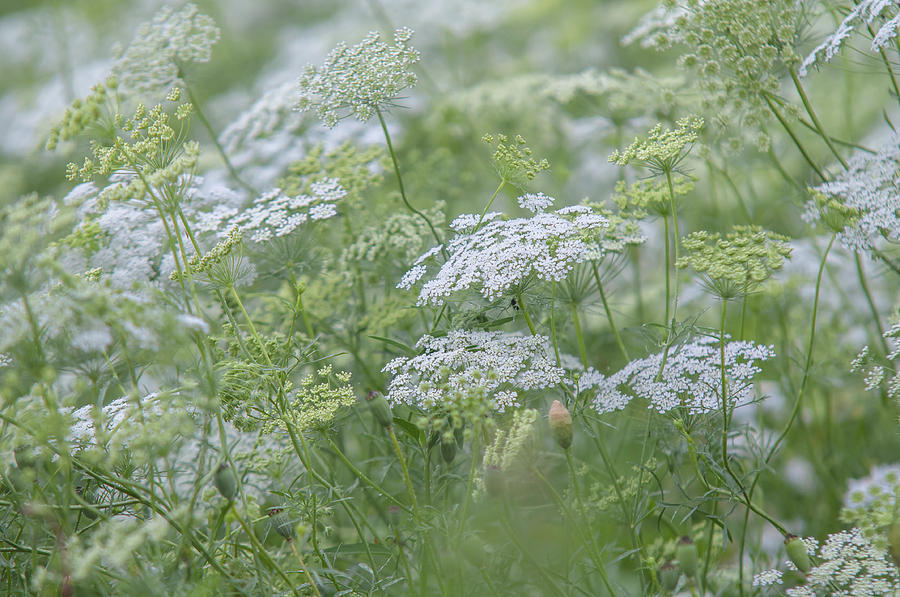 Lacy White Green Blooms of Summer Meadows 2 Photograph by Jenny Rainbow
