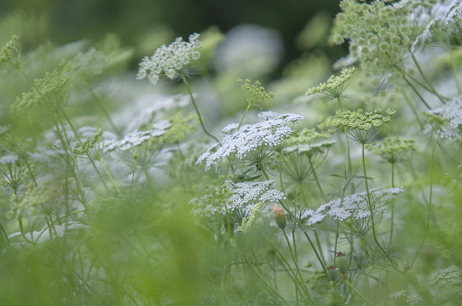 Lacy White Green Blooms of Summer Meadows 3 Photograph by Jenny Rainbow