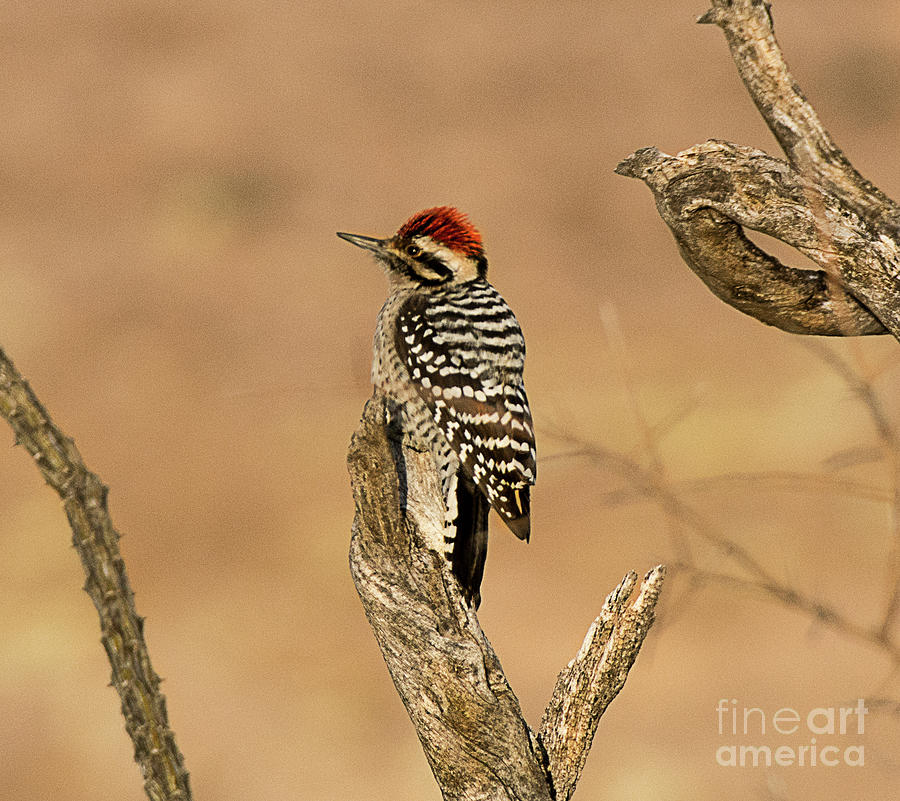 Ladder-backed Woodpecker Photograph by Dennis Hammer