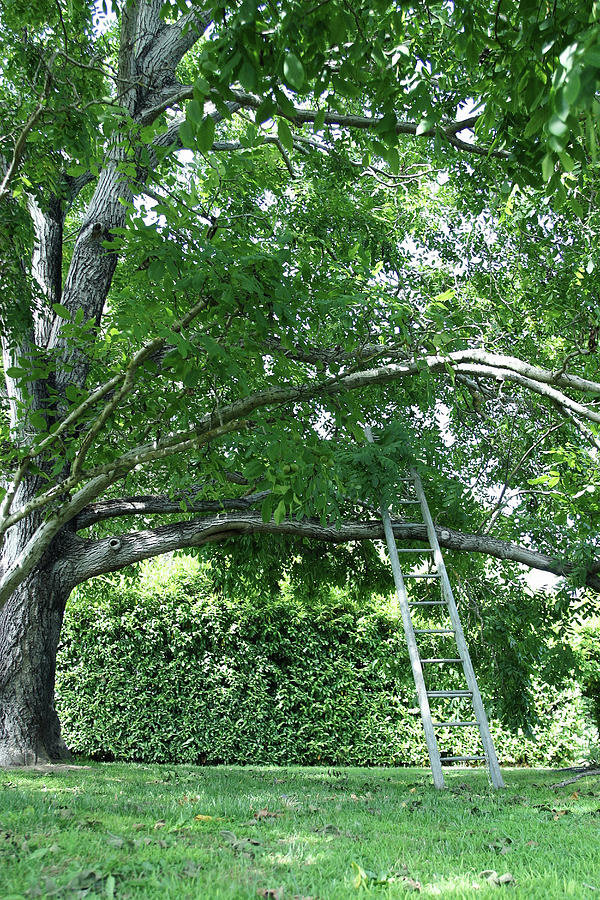 Ladder Branches