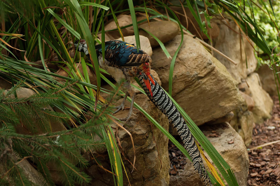 Lady Amherst's Pheasant 001 by Chris Flees Lady Amherst's Pheasant 001 by Chris Flees