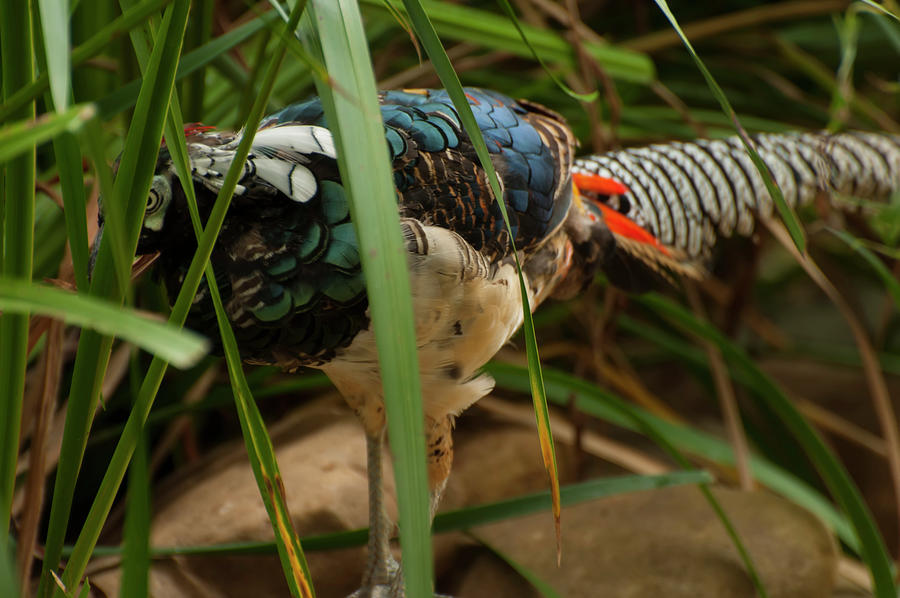 Lady Amherst's Pheasant 002 by Chris Flees Lady Amherst's Pheasant 002 by Chris Flees