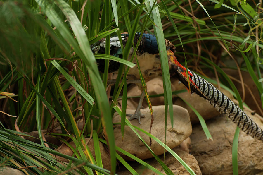 Lady Amherst's Pheasant 003 by Chris Flees Lady Amherst's Pheasant 003 by Chris Flees