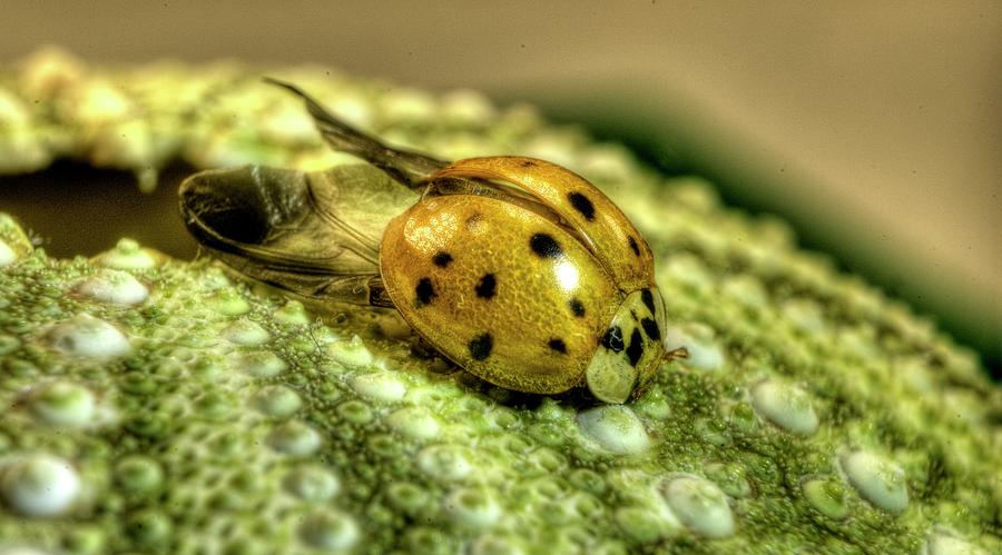 Lady Beetle Probably Harmonia species 2 Photograph by Douglas Barnett
