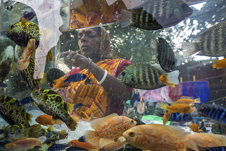 Fish Photograph - Lady Behind The Fishes by Souvik Banerjee