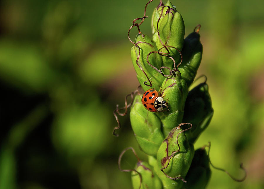 Lady Bug Photograph by Spencer Bush