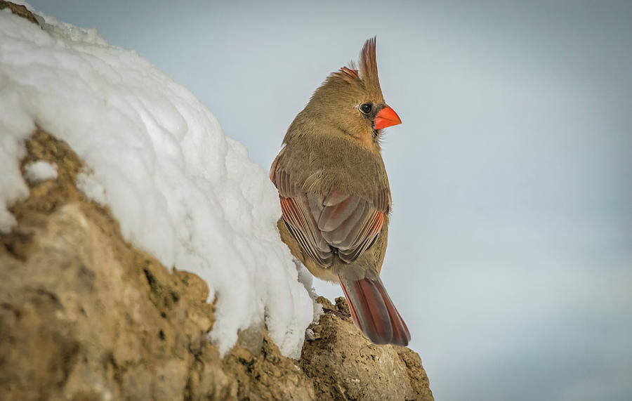 Lady Cardinal On Snowy Rock Photograph by Ray Congrove
