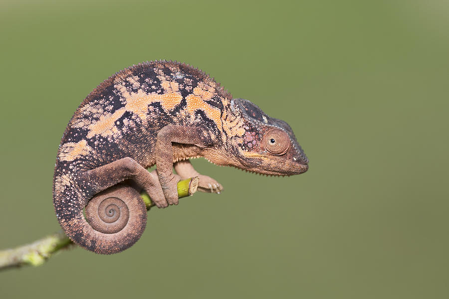 Nature Photograph - Lady Chameleon by Marco Pozzi