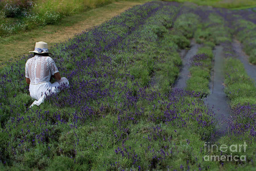 Lady cutting Lavender in Field Photograph by Amy Lucid
