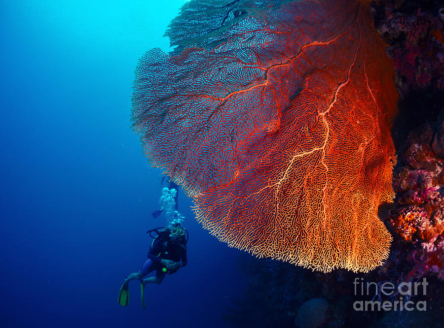 Big Photograph - Lady Diver Exploring Tropical Bright by Dudarev Mikhail Big Photograph - Lady Diver Exploring Tropical Bright by Dudarev Mikhail