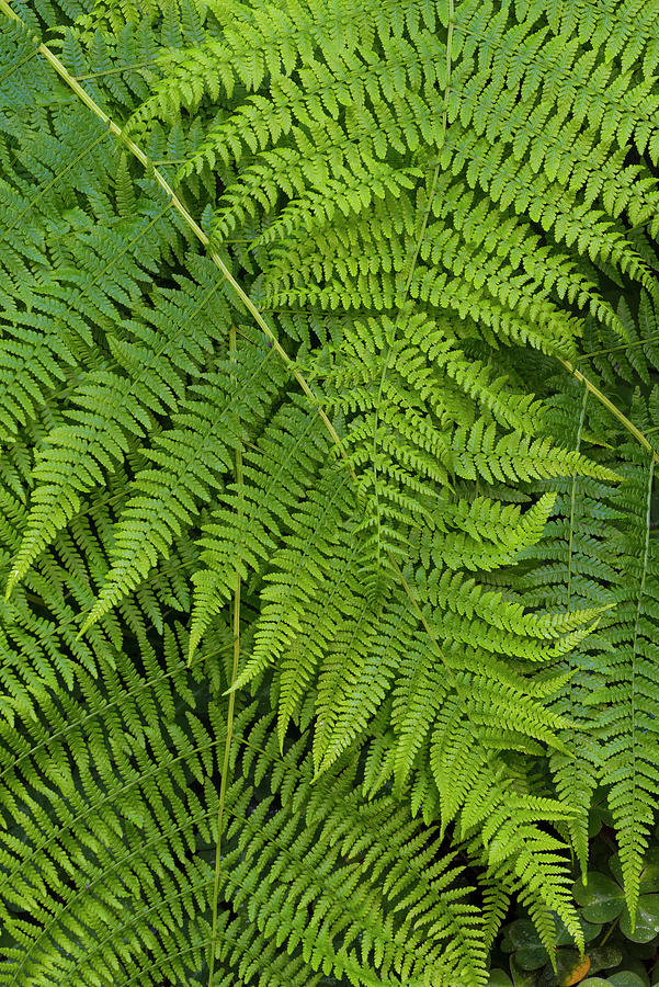 Lady Fern Close-up Photograph by Jeff Foott