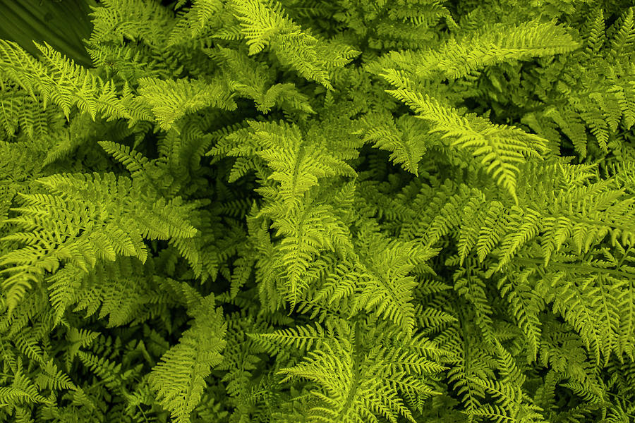 Lady Fern Light and Shadow Photograph by Doug Scrima