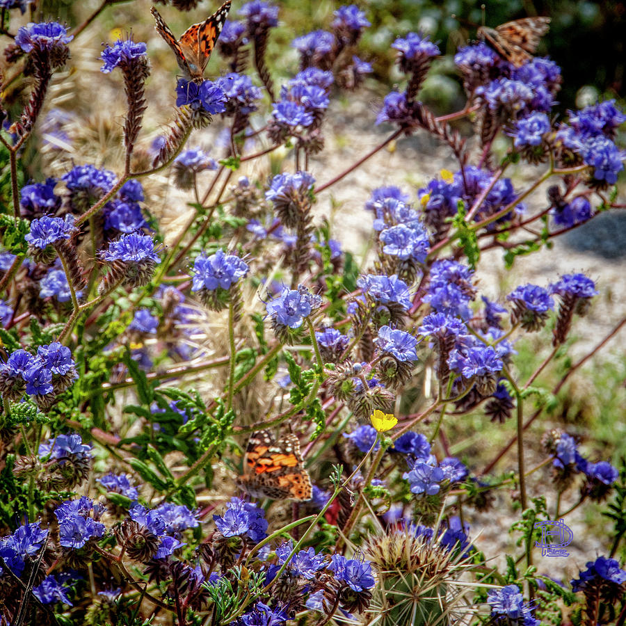 Lady Finger Butterflies in Anza Boreggo Desert Photograph by Daniel Hebard