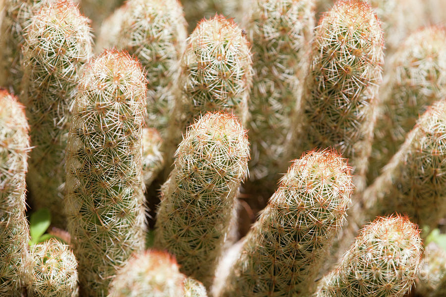 Lady Fingers Cactus, Mammillaria Elongata Photograph by Felix Lai