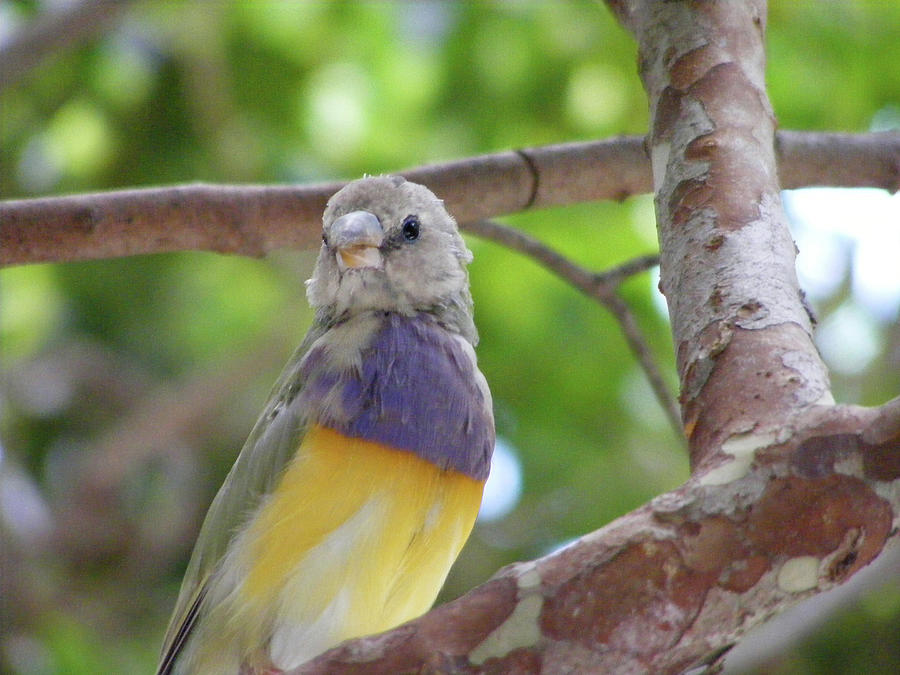 lady gouldian finch