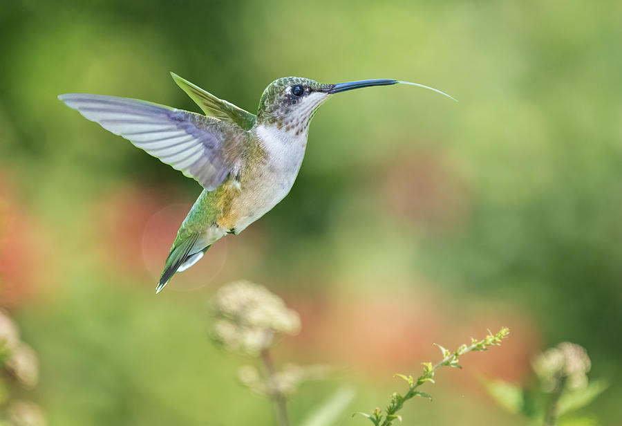 Lady Hummingbird Photograph by Tao Huang