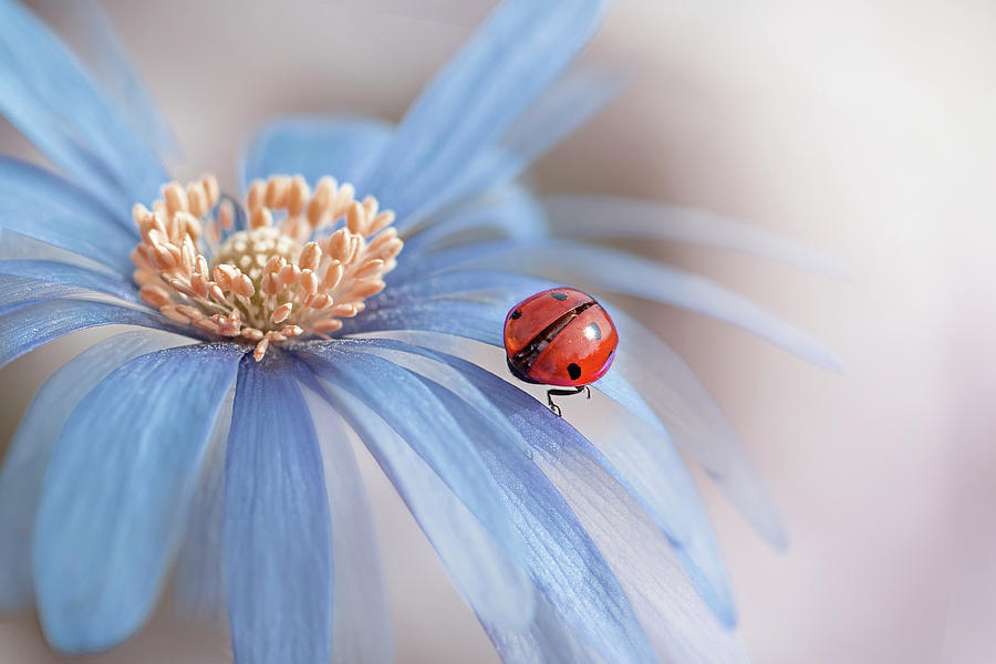 Ladybug Photograph - Lady In Waiting by Jacky Parker