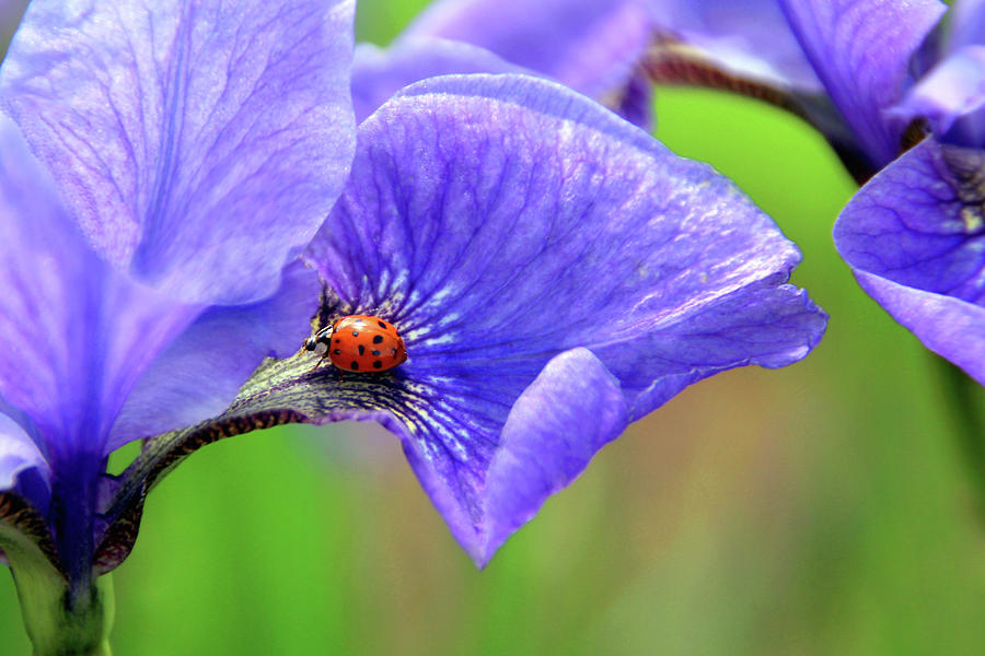 Flower Photograph - Lady Iris 1 by Debra Orlean