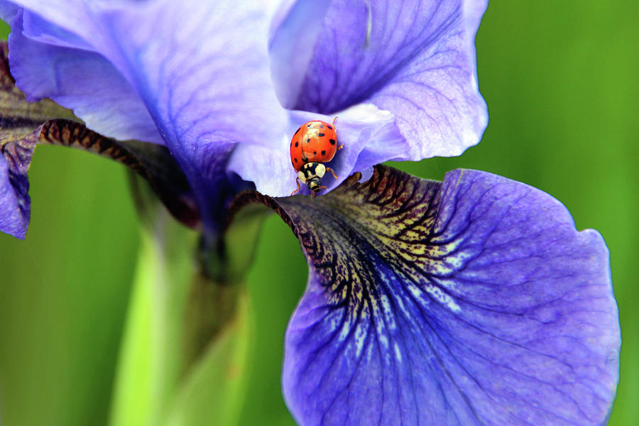 Flower Photograph - Lady Iris Too by Debra Orlean